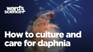 Caring and Culturing for Daphnia [upl. by Danziger]