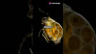 How to culture Daphnia for your Aquarium [upl. by Burger]