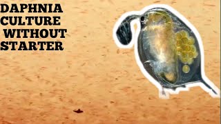 HOW TO CULTURE DAPHNIA NATURALLY WITHOUT A STARTER [upl. by Saref]