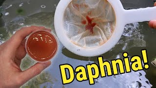 How I Culture Daphnia In Outdoor Tubs [upl. by Yzmar]