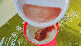 How to culture daphnia  Daphnia culture  How to grow daphnia outdoor [upl. by Quartas767]