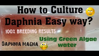 Daphnia MagnaHow to Culture Daphnia Easy wayCulturing Daphnia using Green water Daphnia [upl. by Mert]