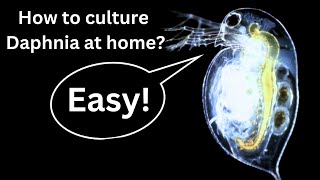 BEST Live Fish Food Beginner guide How to Culture Daphnia at home [upl. by Dahc]