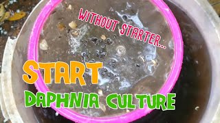 How to culture daphnia moina the easy way 1  Starting the Daphnia culture [upl. by Plotkin]