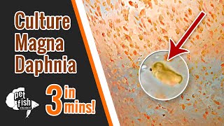 How to culture DAPHNIA MAGNA  The easy way [upl. by Eylrac]