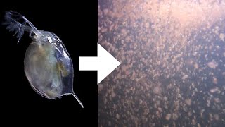 How I Culture Daphnia [upl. by Zetes885]