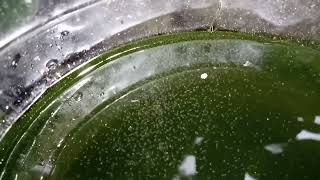 DAPHNIA MOINA CULTURE IN A SMALL BUCKET [upl. by Ashatan]