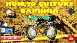 HOW TO CULTURE DAPHNIA In Easy Way [upl. by Gitlow]